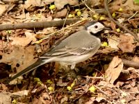 White Wagtail (Motacilla alba)