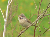 Common Whitethroat (Sylvia communis)
