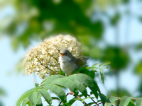 Common Whitethroat (Sylvia communis)