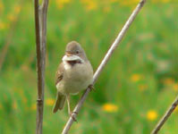 Common Whitethroat (Sylvia communis)