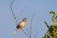 Common Whitethroat (Sylvia communis)