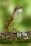 Common Whitethroat (Sylvia communis)