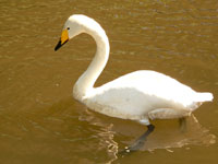 Whooper Swan (Cygnus cygnus)