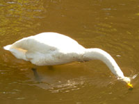 Whooper Swan (Cygnus cygnus)