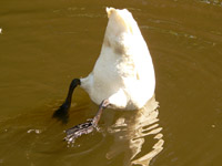 Whooper Swan (Cygnus cygnus)