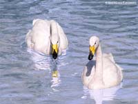 Whooper Swan (Cygnus cygnus)