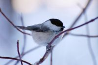 Willow Tit (Poecile montanus)