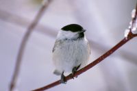 Willow Tit (Poecile montanus)