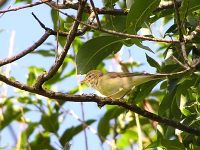 Willow Warbler (Phylloscopus trochilus)