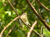 Willow Warbler (Phylloscopus trochilus)