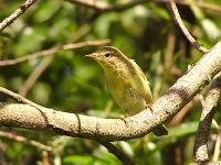 Willow Warbler (Phylloscopus trochilus)