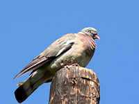 Wood Pigeon (Columba palumbus)