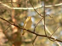 Wood Warbler (Phylloscopus sibilatrix)