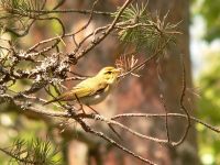 Wood Warbler (Phylloscopus sibilatrix)