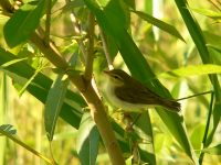 Wood Warbler (Phylloscopus sibilatrix)