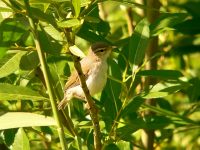 Wood Warbler (Phylloscopus sibilatrix)
