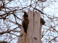 Great Spotted Woodpecker (Dendrocopos major)