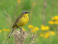 Yellow Wagtail (Motacilla flava)