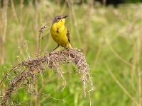 Yellow Wagtail (Motacilla flava)