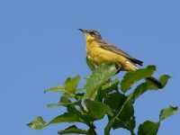 Yellow Wagtail (Motacilla flava)