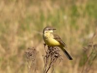Yellow Wagtail (Motacilla flava)