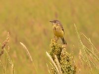 Yellow Wagtail (Motacilla flava)