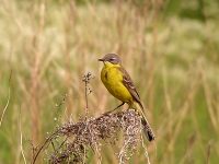 Yellow Wagtail (Motacilla flava)