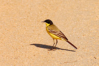Black-headed Wagtail (Motacilla flava feldegg)