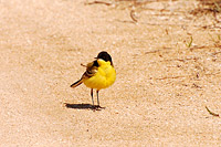 Black-headed Wagtail (Motacilla flava feldegg)