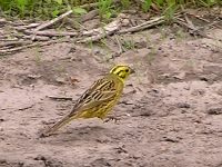 Yellowhammer, Yellow Bunting (Emberiza citrinella)