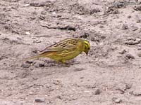 Yellowhammer, Yellow Bunting (Emberiza citrinella)