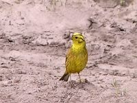 Yellowhammer, Yellow Bunting (Emberiza citrinella)