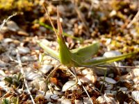 Acrida hungarica