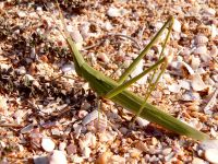 Acrida hungarica