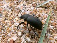 Blaps lethifera