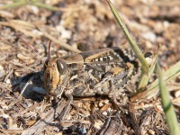Calliptamus barbarus