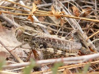 Calliptamus italicus
