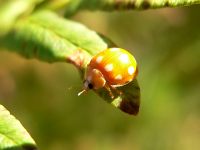 Calvia decemguttata