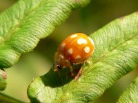 Calvia decemguttata