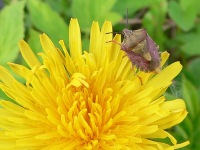 Carpocoris fuscispinus
