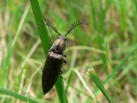Ctenicera pectinicornis
