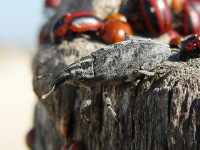 Cyphocleonus dealbatus