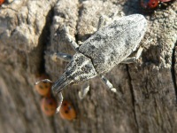 Cyphocleonus dealbatus