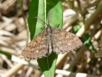 Common Heath (Ematurga atomaria)