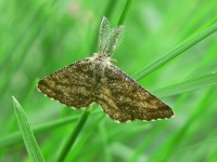 Common Heath (Ematurga atomaria)