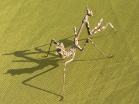 Empusa pennata
