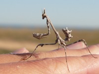 Empusa pennata