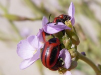 Entomoscelis adonidis