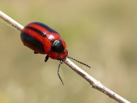 Entomoscelis adonidis