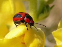 Entomoscelis adonidis